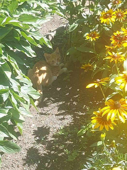 2 красивых котёнка мальчики