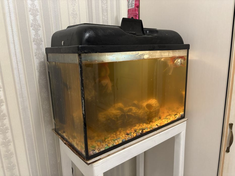 Продаю рыбок и аквариум