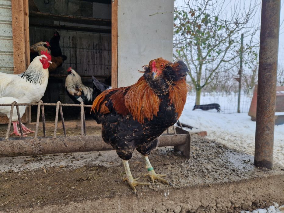 Vând cocoși araucana