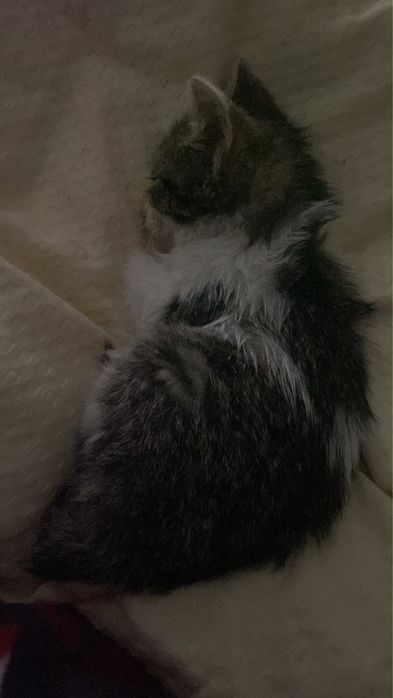 Маленькая кошка, пол девочка
