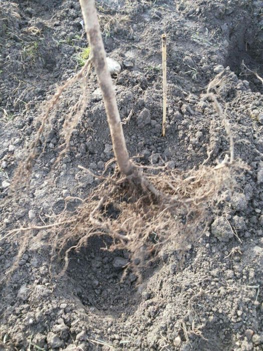 Trufe si puieti de alun