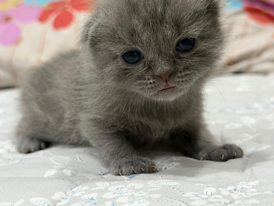 Продаю шотландцев вислоухих