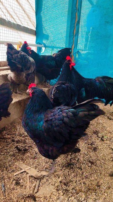 Астролог тоза зотли товух тухум хамда жужаларига заказ оламиз