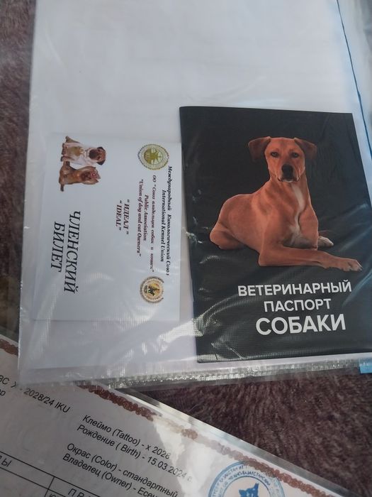 Йорк мальчик миник ищем невесту