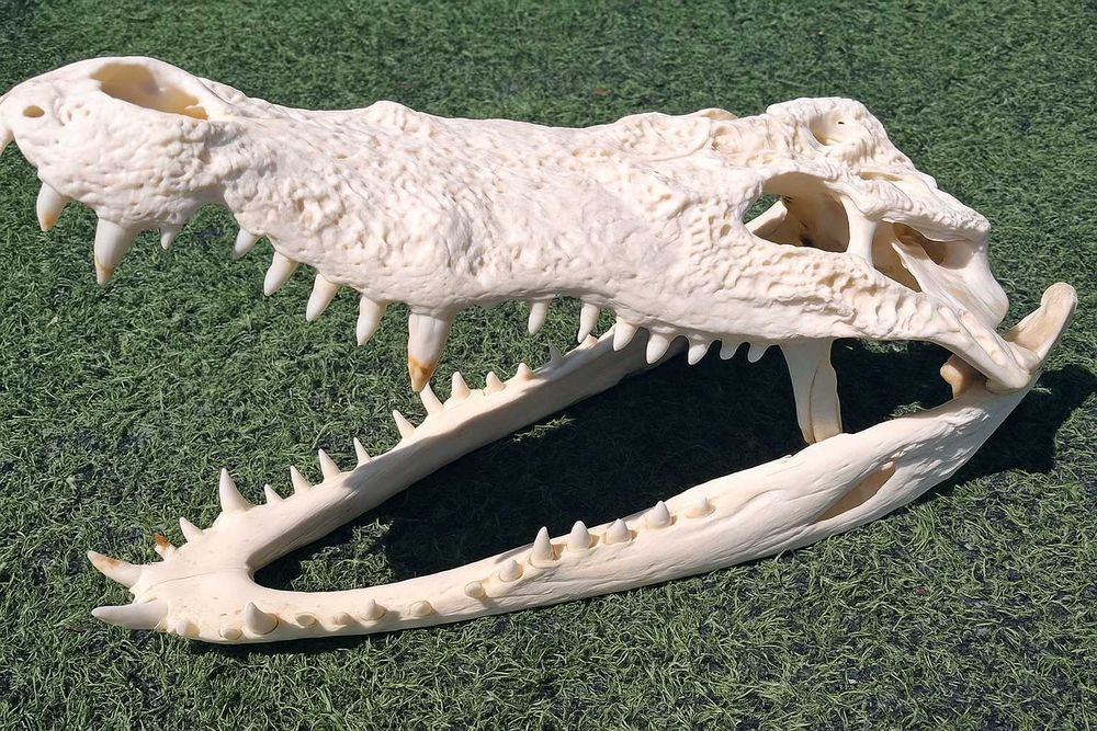 Последна оферта! Челюст КРОКОДИЛ с Документ за притежание по CITES