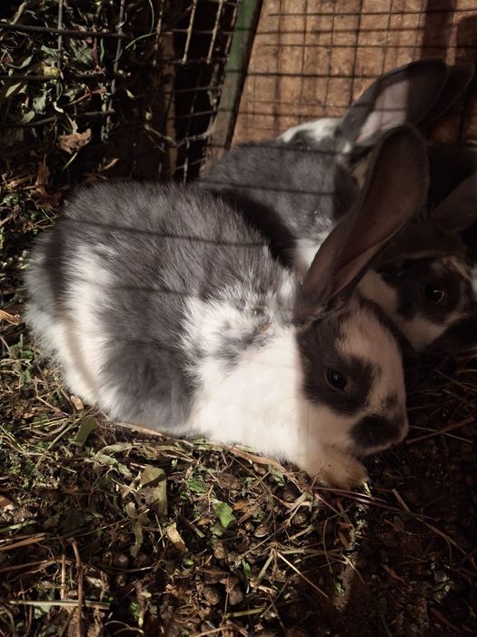 Домашние кролики великаны