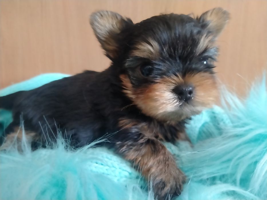 Йоркширский терьер