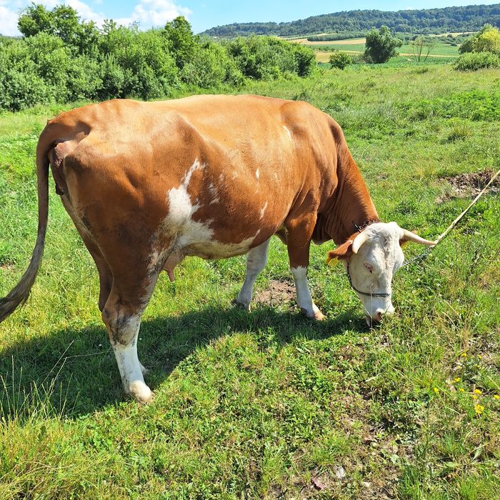 Vaca de vanzare gestanta în 9 luni
