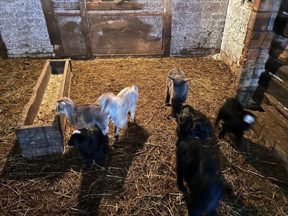 Продам коз и козлят