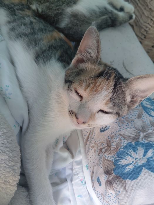 Котята. Все девочки. Ко всему приученные