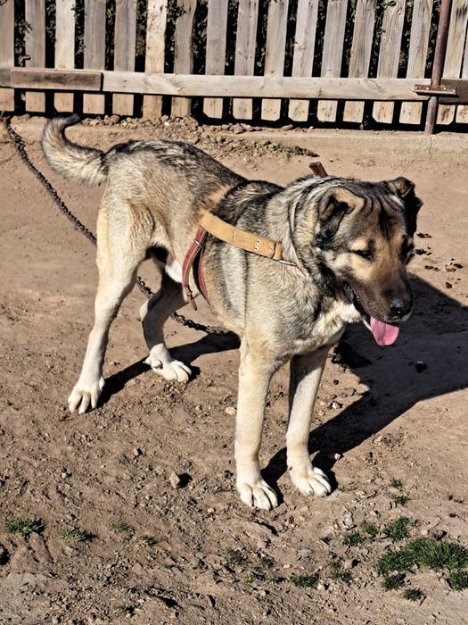 Продавам чистокръвен Кангал