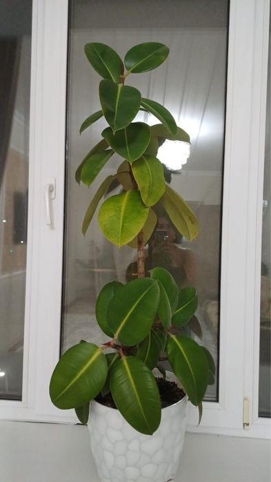 Продам комнатные цветы