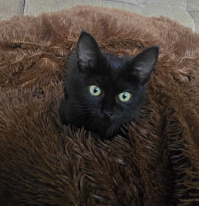 Котенок девочка ищет дом