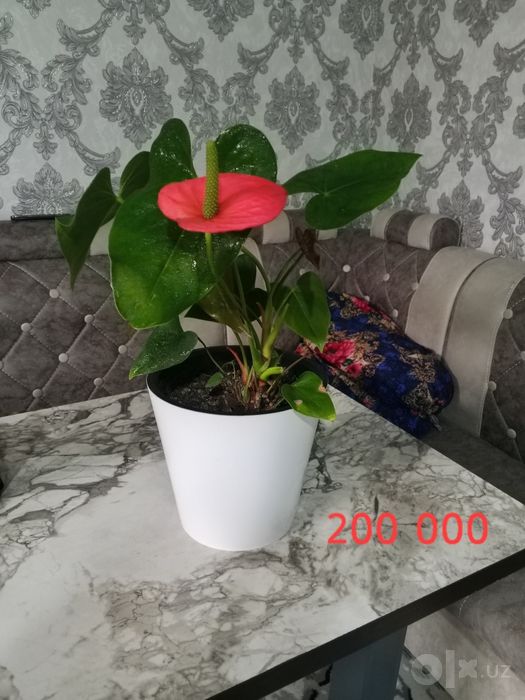 Продаются цветы комнатные то