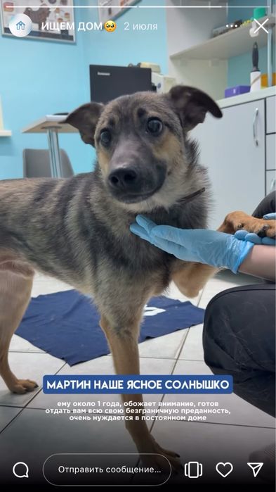 Молодой ласковый пес