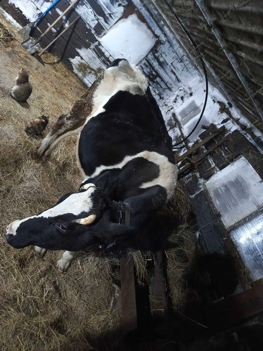 Продам перво телку