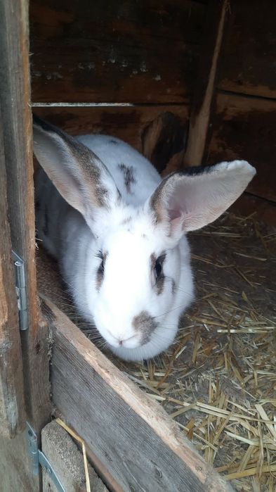 Iepurițe de vânzare