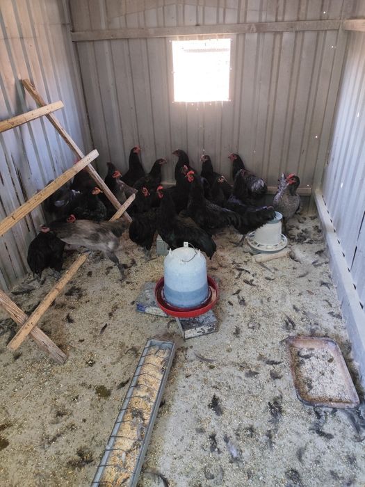 Chabo și cocosi de Australorp.