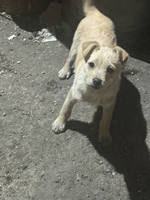 Щенята мальчик и девочка