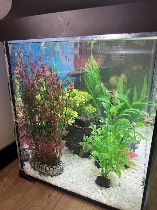Acvariu cu accesorii