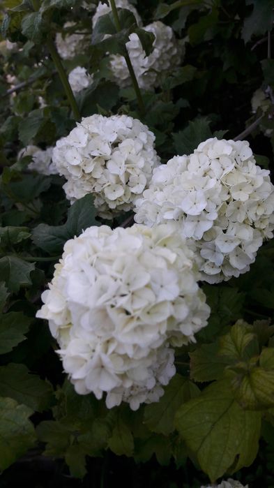 Продам дачный участок.