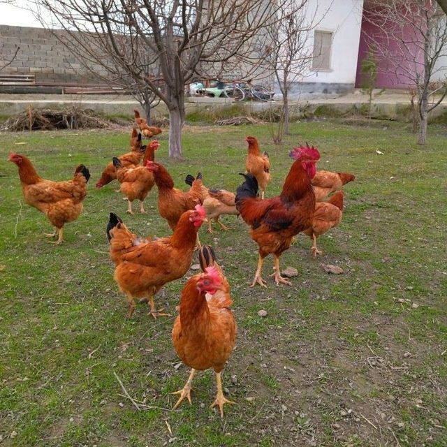 Венгерские велекан парода товук жужалари сотилади