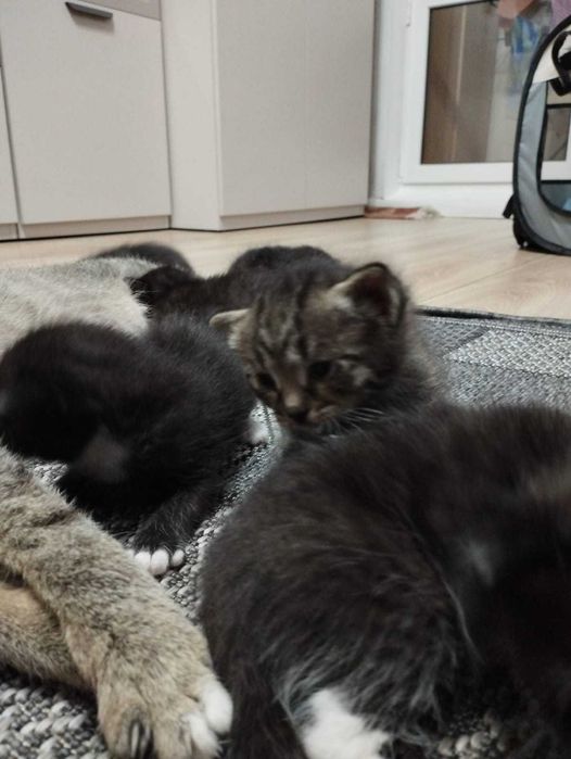 котята  в добрые руки