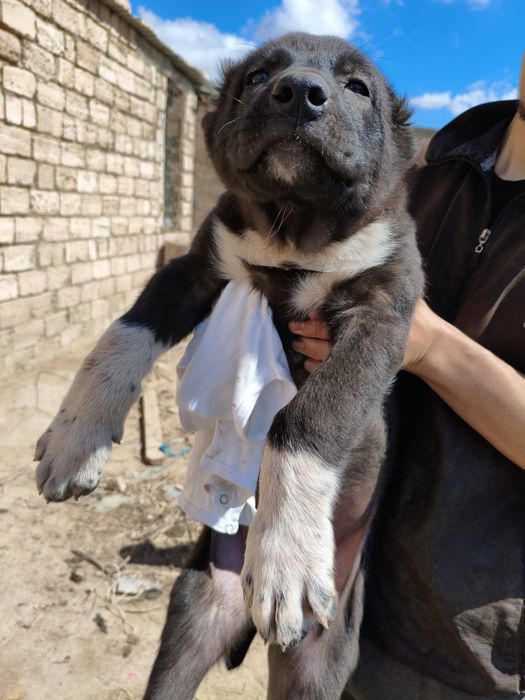 Алабай кушик ургашы