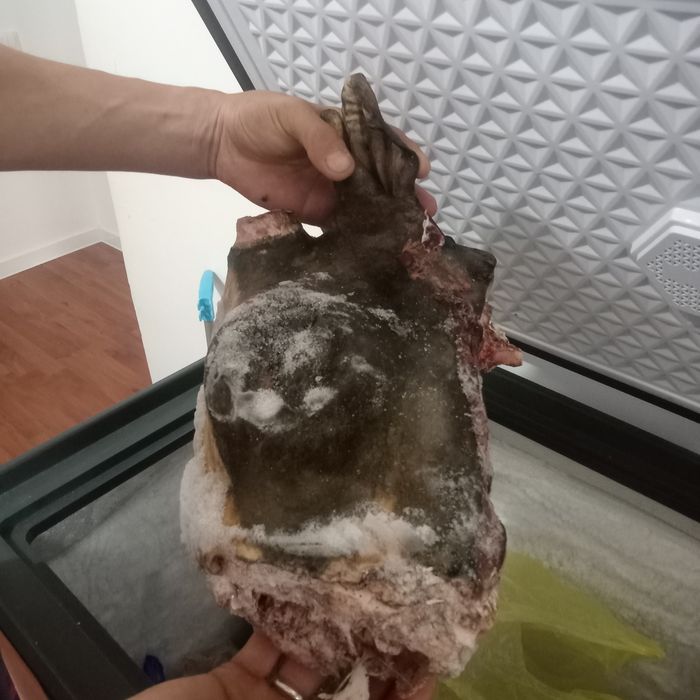 Сиыр басы сатылады