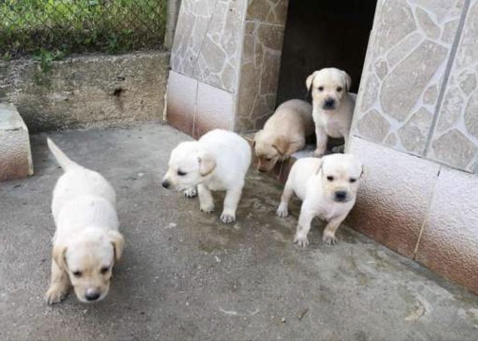 Подарявам малки лабрадори