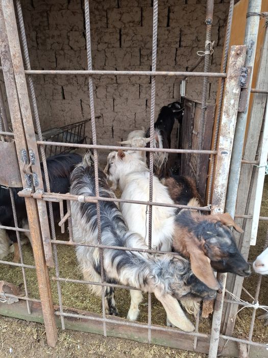 асыл тұқымды альпийски текелер