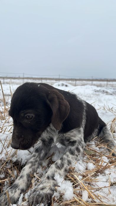 Дратхар сатылады