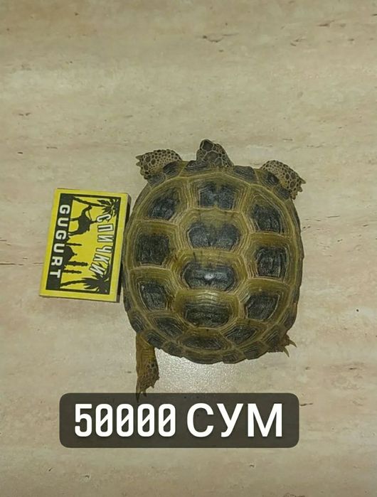 Сухапутная черепаха в комплекте. Диаметр панцера 10-12 см