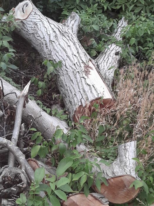 Дървен орехов материал