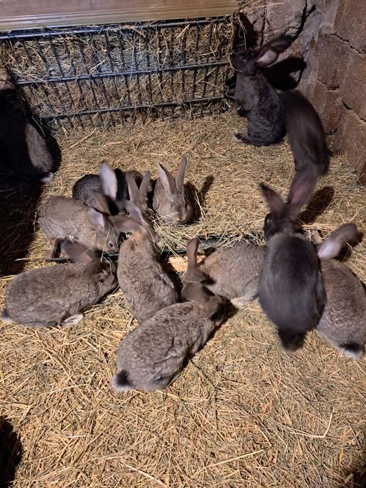 Vand iepuri urias german