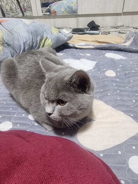 Shatlanskiy mushuk zottor skotish strayt