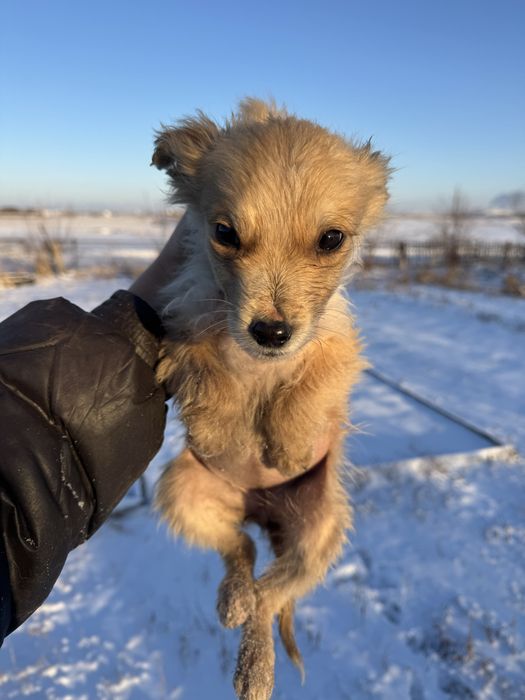 Отдам щенков в добрые руки