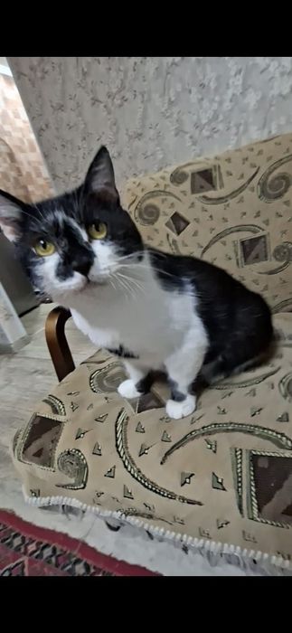 Милый добрый котик Кузя в добрые руки!