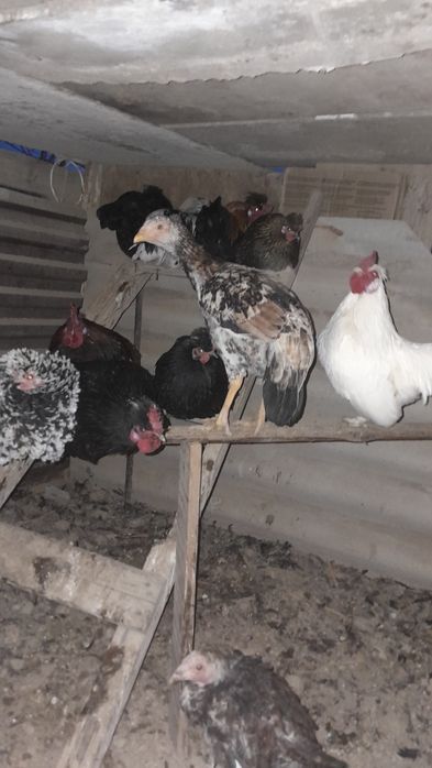 Осы дәкен шөжек сатылады