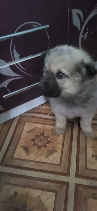 Супер щенок,Звезда в добрые ручки