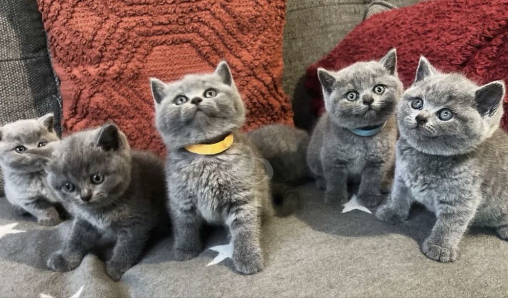Котятки Британские