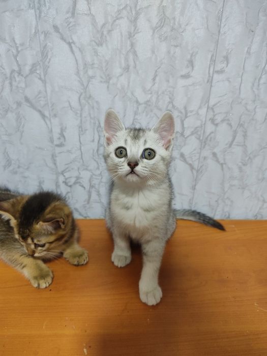 onasi Russkiy goluboy otasi britanski serebristi shinshilla