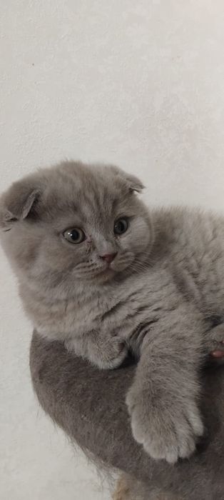 Шотландский котёнок,  вислоухий