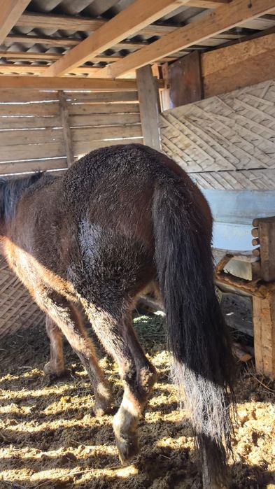 Продаю кобылу , байтал сатамын