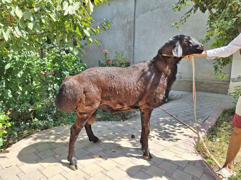 Киргиз коркор зотга сотилади