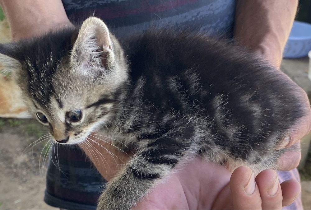 Отдам  шотландских котят