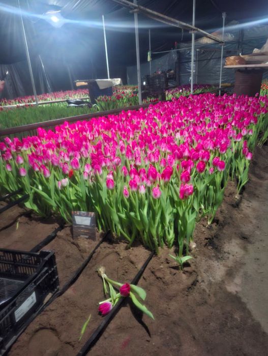 Тюльпаны оптом и в розницу,оптом голландские тюльпаны