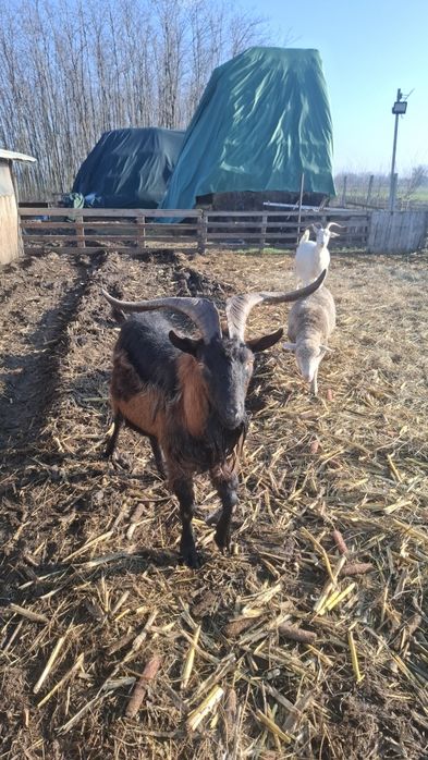 Vând Țap și capre