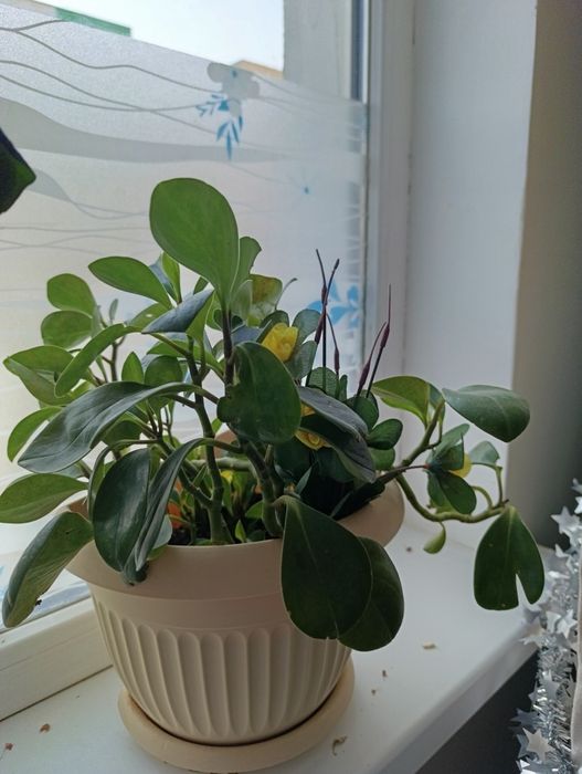 Домашние цвет разные