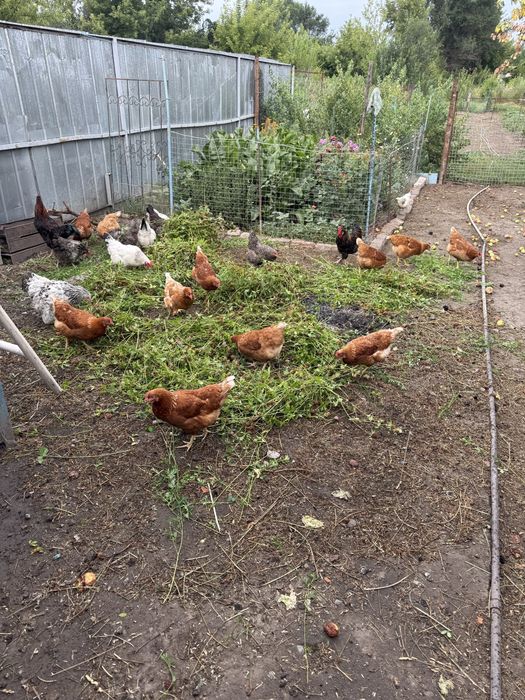 Продам кур ломан браун